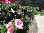 Pink Hibiscus. rosa-sinensis. Live Plant - Tropical Blooming Hibiscus, Pretty Flowers, Used in Tea and Juice (4 Pink Hibiscus Cups)