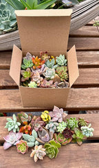 Fat Plants San Diego Miniature Rosette Succulent Cuttings (15)