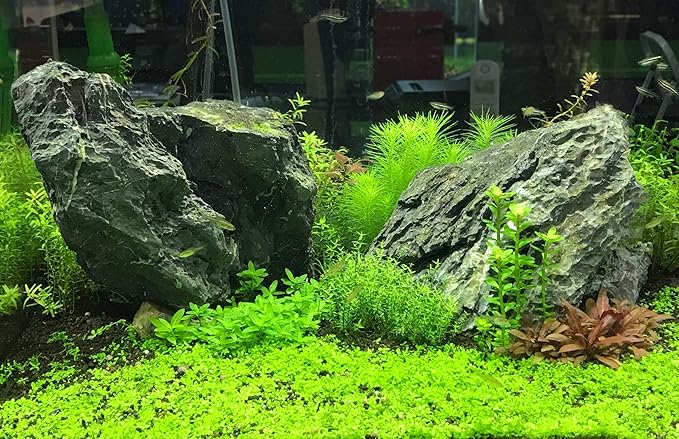 Seachem Flourish Tabs Growth Supplement - Aquatic Plant Stimulant 40 ct