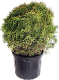 Thuja occidentalis 'Hetz Midget' (Globe Arborvitae) Evergreen, #3 - Size Container