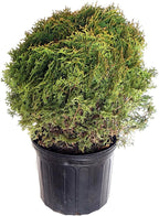 Thuja occidentalis 'Hetz Midget' (Globe Arborvitae) Evergreen, #3 - Size Container
