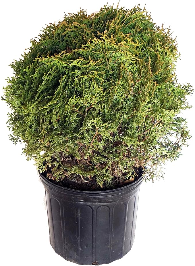 Thuja occidentalis 'Hetz Midget' (Globe Arborvitae) Evergreen, #3 - Size Container