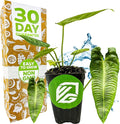 King Veitchii Anthurium - Anthurium Veitchii by Wellspring Gardens - Live Starter Plant - Live Indoor Plant - Ideal Air Purifying Plant for Home or Office, Great for Indoor Gardening