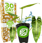 King Veitchii Anthurium - Anthurium Veitchii by Wellspring Gardens - Live Starter Plant - Live Indoor Plant - Ideal Air Purifying Plant for Home or Office, Great for Indoor Gardening