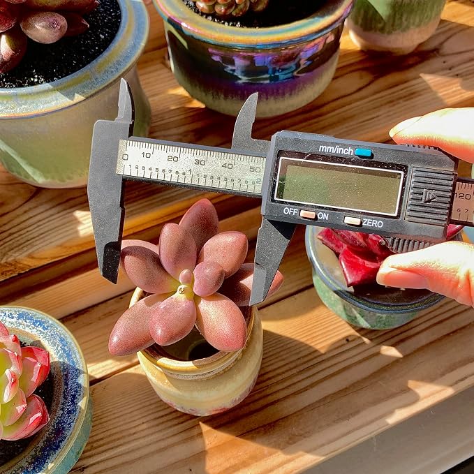 Live Succulents Plants Pachyveria Sugar Beauty 2 inches,Rare red Succulents Bare Root Without Pot Soil, Live Plants Indoor Office Decoration Wedding and Gift