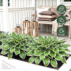 Live Perennial Hosta - Bedazzled (3 Plants Per Pack) Beautiful Accent Plant, 10" Tall by 4" Wide in 1 Qt Pot