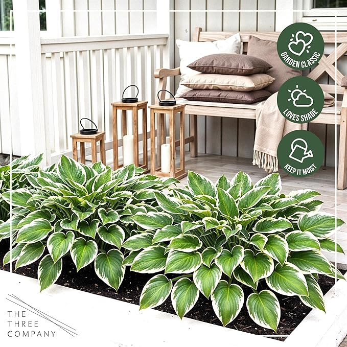 Live Perennial Hosta - Bedazzled (3 Plants Per Pack) Beautiful Accent Plant, 10" Tall by 4" Wide in 1 Qt Pot