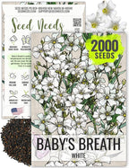 Seed Needs White Baby's Breath Seeds for Planting - Heirloom & Open Pollinated Annual Flowers - Perfect for a Butterfly Garden, Bouquets & Floral Arrangements (1 Pack)