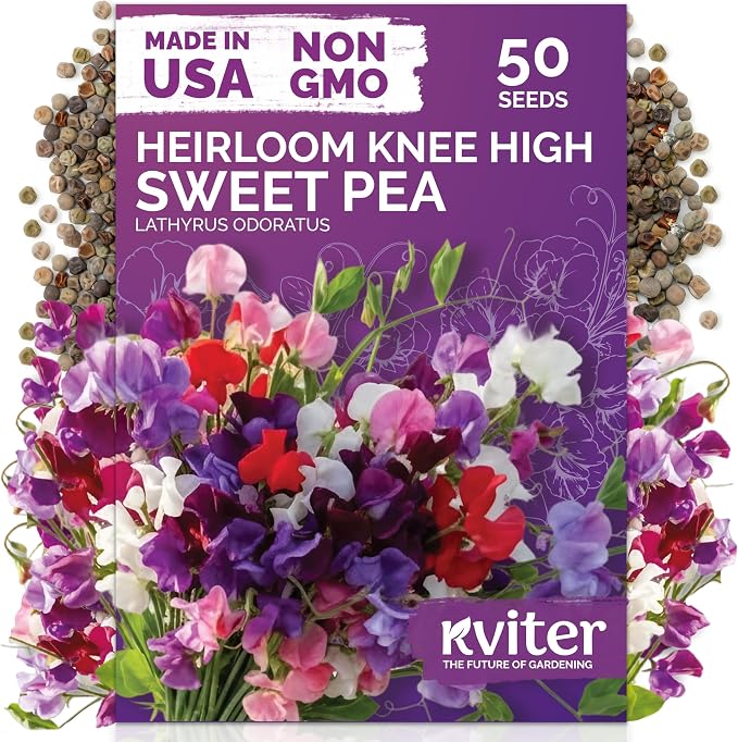 KVITER 50 Knee High Sweet Pea Seeds (Lathyrus Odoratus) - Sweet Peas, Fragrant Compact Blooms, Non GMO, Heirloom Seed Packets - Annual Flower Seeds for Outdoor Garden, Containers, Cut Flowers