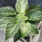 Variegated Philodendron Birkin Houseplant, Powerful Air Purifying Plant, Easy to Grow, Upright Philodendrons, Popular Live Indoor Plants, 6 in. Grower Pot