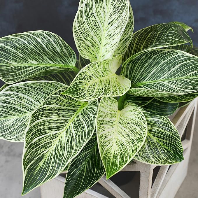 Variegated Philodendron Birkin Houseplant, Powerful Air Purifying Plant, Easy to Grow, Upright Philodendrons, Popular Live Indoor Plants, 6 in. Grower Pot