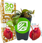 Lady Luck Carnivorous Pitcher Plant - Wellspring Gardens Starter Plant - Nepenthes Ampullaria x Ventricosa - Wellspring Gardens Live Tropical Carnivorous Houseplant