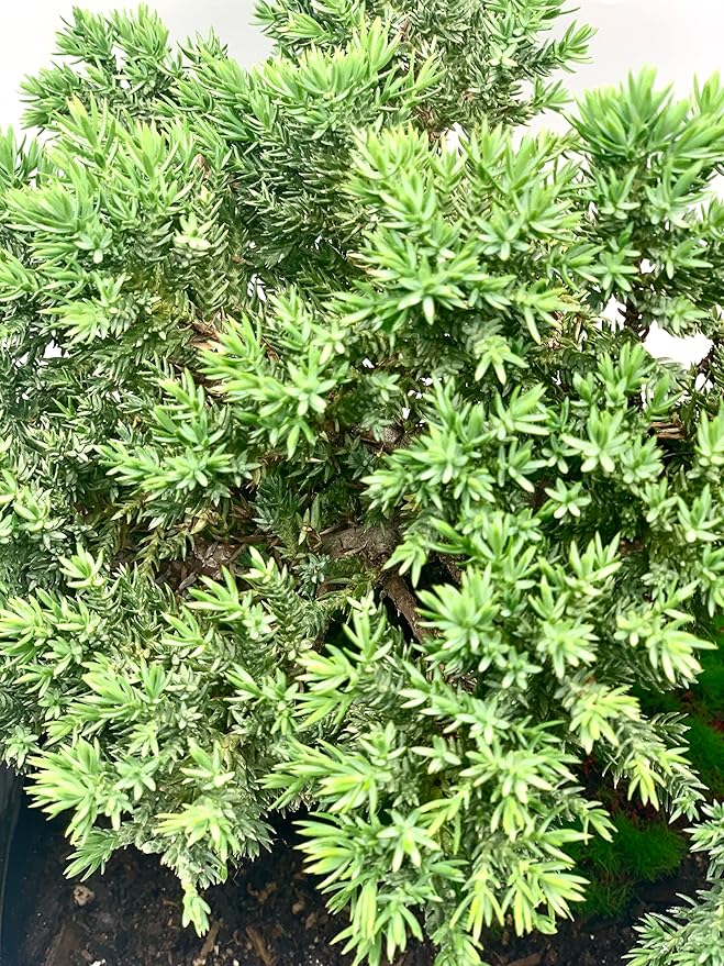 Live Dwarf Juniper Bonsai Tree | Indoor/Outdoor | 100% Handcrafted| Home and Office Décor | Best Gift for Holiday (XL)