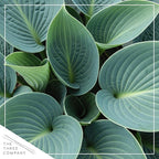 Live Perennial Hosta - Abiqua Drinking Guord (3 Plants Per Pack) Beautiful Accent Plant, 10" Tall by 4" Wide in 1 Qt Pot