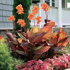 10 Tropicana Canna Lily Seeds - Exotic Foliage Perennial Flower for Home Garden Yard Planting