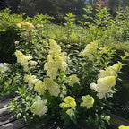 50 Pink and White Hydrangea Seeds – Cone Bloom Variety for Garden Borders and Landscape Beauty