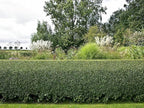5 Privet Shrubs/Bushes - 18-24" Tall Seedlings - Live Plants - Privacy Hedges - Ligustrum