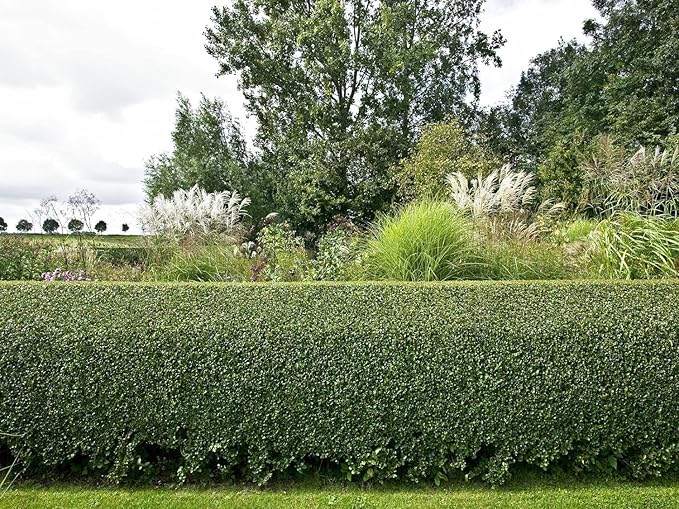 5 Privet Shrubs/Bushes - 18-24" Tall Seedlings - Live Plants - Privacy Hedges - Ligustrum