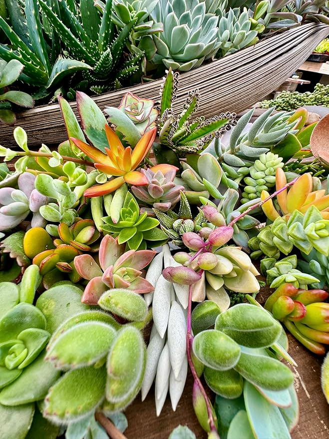 25 Assorted Live Succulent Cuttings, No 2 Succulents Alike, Great for Terrariums, Mini Gardens, and as Starter Plants. Live Succulents Plants for DIY Projects and Home Decor (25, Small)