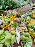 25 Assorted Live Succulent Cuttings, No 2 Succulents Alike, Great for Terrariums, Mini Gardens, and as Starter Plants. Live Succulents Plants for DIY Projects and Home Decor (25, Small)