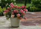 Proven Winners - Hydrangea pan. Fire Light (Panicle Hydrangea) Shrub, white & red flowers, #3 - Size Container