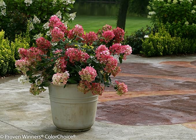 Proven Winners - Hydrangea pan. Fire Light (Panicle Hydrangea) Shrub, white & red flowers, #3 - Size Container
