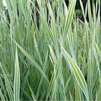 Chalily Variegated Cattail,a Great Live Pond Plant for Your Water Garden. Filters The koi and Goldfish Pond. Good for Bogs, Plant Shelf or Shallow Water This marginal Aquatic is a Real Beauty