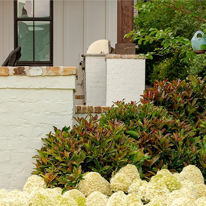 Southern Living 2 Gal. Copper Top Viburnum Shrub