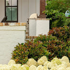 Southern Living 2 Gal. Copper Top Viburnum Shrub