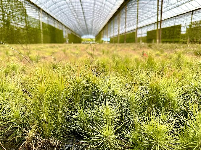 ragnaroc Air Plants - Tillandsia Funckiana, Large 5" - 5ct - Live Arrival Guaranteed - House Plants for Home Decor & Gift