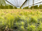 ragnaroc Air Plants - Tillandsia Funckiana, Large 5" - 2ct - Live Arrival Guaranteed - House Plants for Home Decor & Gift