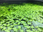 Giant Duckweed, Spirodela polyrhiza, Live Aquarium/Aquatic/Freshwater/Floating/Pond Plant, Planted Tank, Aquascaping by Aquarium Plant Center (120 Plants)