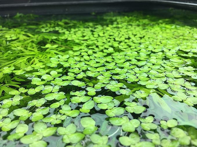 Giant Duckweed, Spirodela polyrhiza, Live Aquarium/Aquatic/Freshwater/Floating/Pond Plant, Planted Tank, Aquascaping by Aquarium Plant Center (120 Plants)