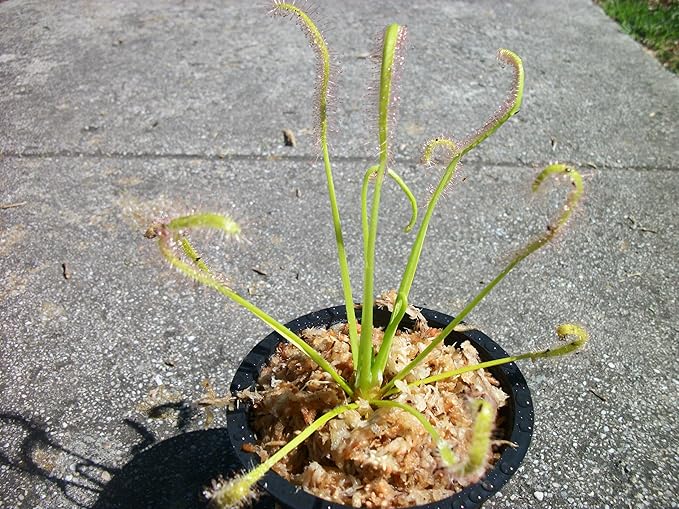 Carnivorous Cape Sundew (Drosera Capensis) Plant 3 inch Pot