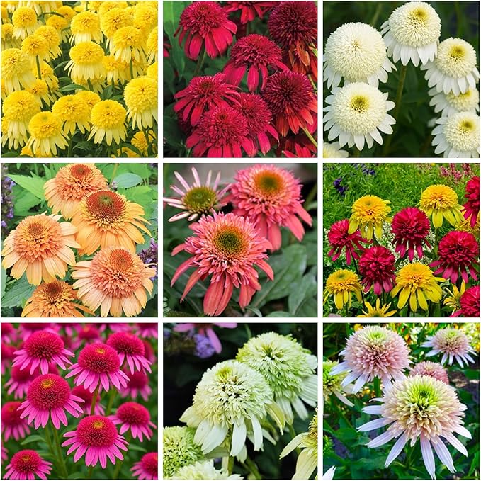 500+ Mix Double Echinacea Seeds - Double Coneflower Seeds Echinacea Flower Perennial Bloom Flowers Rare Plant