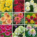 500+ Mix Double Echinacea Seeds - Double Coneflower Seeds Echinacea Flower Perennial Bloom Flowers Rare Plant