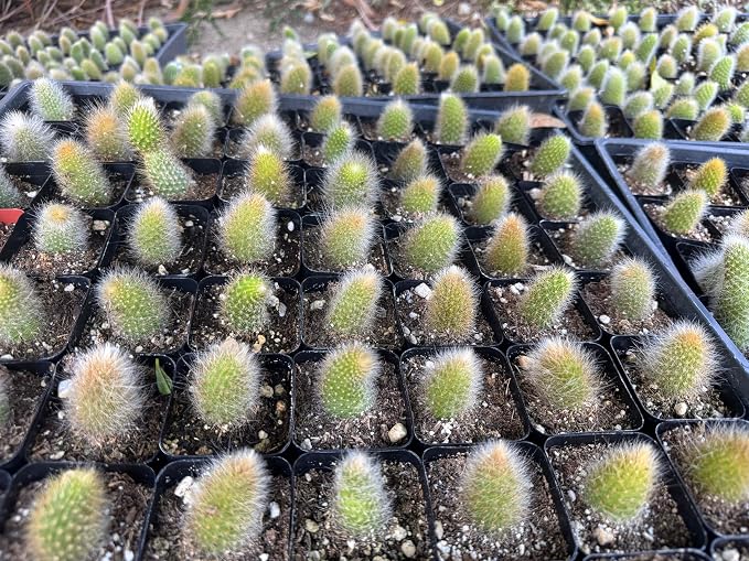 Rare Cactus Plants, 2" Pot Monkey Tail Cactus, Live Succulent Cacti Plants Fully Rooted in Grower Pots, Easy Care House Plant (Short Tail (1-2 inch))