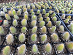 Rare Cactus Plants, 2" Pot Monkey Tail Cactus, Live Succulent Cacti Plants Fully Rooted in Grower Pots, Easy Care House Plant (Short Tail (1-2 inch))