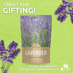 Lavender - Bulk 1 Pound Bag - 400,000 Flower Seeds for Planting - Lavandula angustifolia
