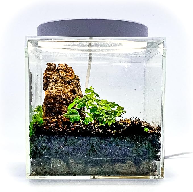Generic Tiny Terrarium Kit for Springtails (4x4 inch) - BioActive Enclosure, Live Tropical Plants, LED Grow Light, Soil & Drainage, White