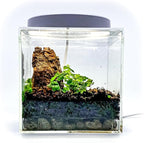Generic Tiny Terrarium Kit with Isopods (6x6 inch) - DIY Starter Kit, BioActive Enclosure, Live Tropical Plants, LED Grow Light, Soil & Drainage, White