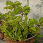 Kalanchoe Pinnata, Life Plant, Goethe, Miracle Leaf Rooted Plant ●LIVE PLANT ●