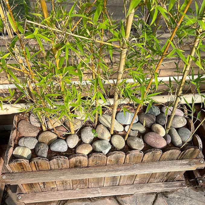 FANTIAN 40 lbs Garden Rocks Mexican Beach Pebbles, 3-4 Inch Decorative Large River Rocks for Landscaping Aquarium Yard Garden Paving Large Plant Crafting and Walkways