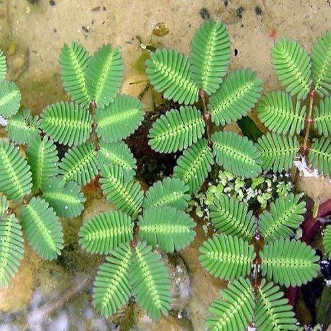 Chalily Sensitive Plant, a Great Live Pond Plant for Your Water Garden. Filters koi and Goldfish Ponds. Good for Bogs, Plant Shelf or Shallow Water This marginal Aquatic is a Real Beauty