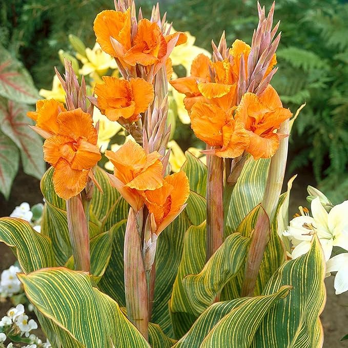 Canna ‘Pretoria’, a Great Live Pond Plant for Your Water Garden. Filters koi and Goldfish Pond. Good for Bogs, Plant Shelf or Shallow Water This marginal Aquatic is a Real Beauty