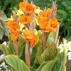 Canna ‘Pretoria’, a Great Live Pond Plant for Your Water Garden. Filters koi and Goldfish Pond. Good for Bogs, Plant Shelf or Shallow Water This marginal Aquatic is a Real Beauty