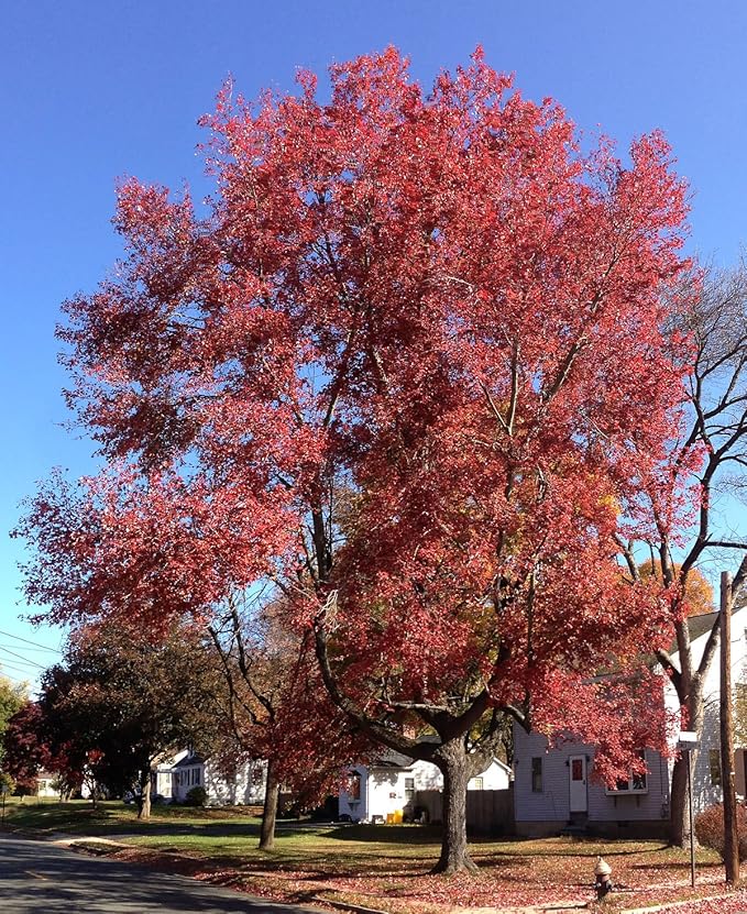 American Red Maple Shade Tree - Live Plant Shipped 3 Feet Tall by DAS Farms