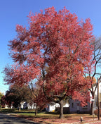 American Red Maple Shade Tree - Live Plant Shipped 3 Feet Tall by DAS Farms