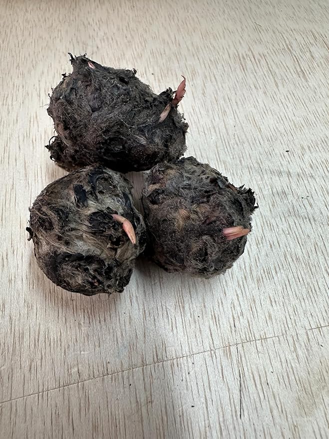 Dwarf Water Lily Bulb Nymphaea Stellata Live Aquarium Plant Guarantee to Grow Rhizome Root Also for Bonsai Bowl or Patio Water Feature Awesome Aquatic (1, Dwarf Water Lily)