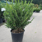 RedCrocus Compacta Japanese Holly Ilex crenata- Evergreen Shrub for Borders & Containers, Pet Safe, Deer Resistant, Low Maintenance, Fine Foliage 3 Gallon